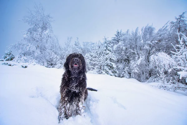 Bergamasco Schäferhund Inmitten Von Viel Schnee Den Bergen — Stockfoto