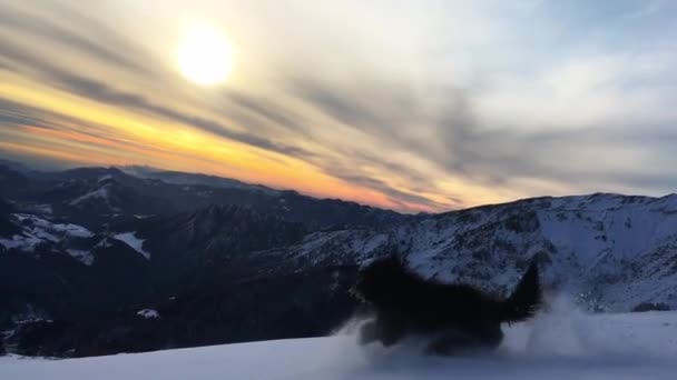 Вівчар Бергамаско Біжить Свіжому Снігу — стокове відео