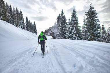 Excursion with mountaineering skis. A man alone in the lane in the woods clipart