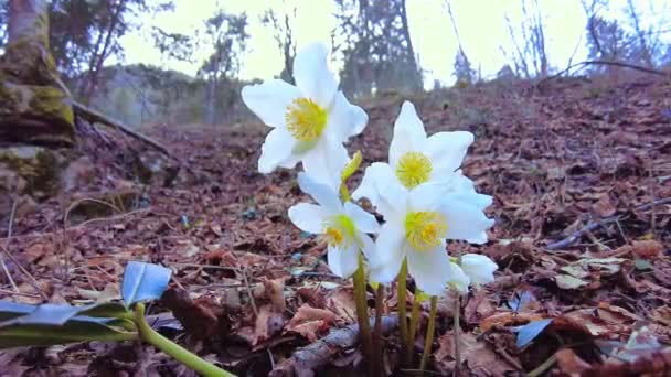 Flores Gota Neve Floresceram Recentemente Primavera Floresta — Vídeo de Stock