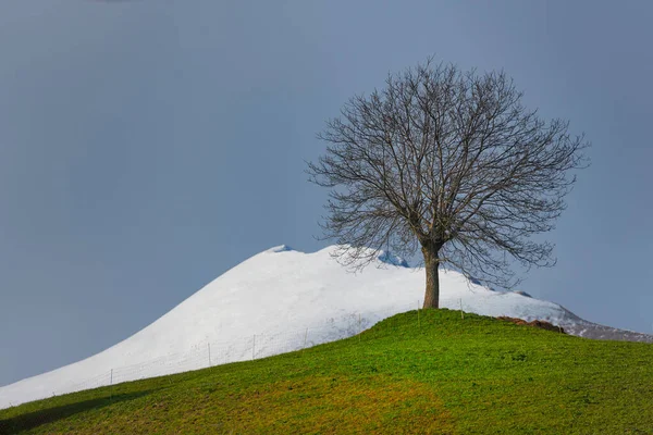 山中的风景与季节的对比 在绿茵的草地上的一棵树 背景是雪山 — 图库照片