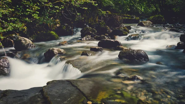 石のある木の小さな川 — ストック写真