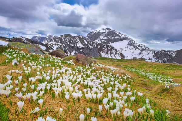 Crocus Fleurissent Printemps Quand Neige Fond Dans Les Montagnes — Photo