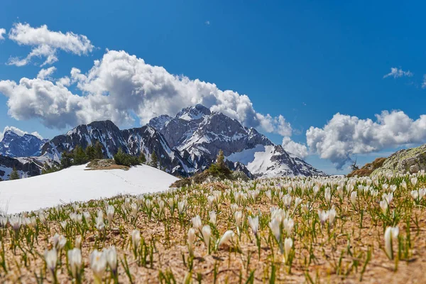 Crocus Florecen Después Disolución Nieve Primavera —  Fotos de Stock