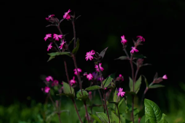Silene Dioica Λουλούδια Την Άνοιξη Σκούρο Φόντο — Φωτογραφία Αρχείου