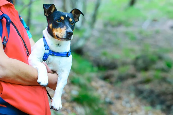 Jack Russell Hund Den Armen Seiner Herrin Der Natur — Stockfoto