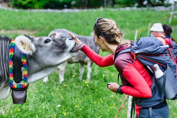 Uma Menina Acaricia Uma Vaca Pastando Durante Uma Caminhada — Fotografia de Stock