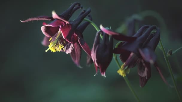 Aquilegia Atrata Italian Prealps — Stock Video