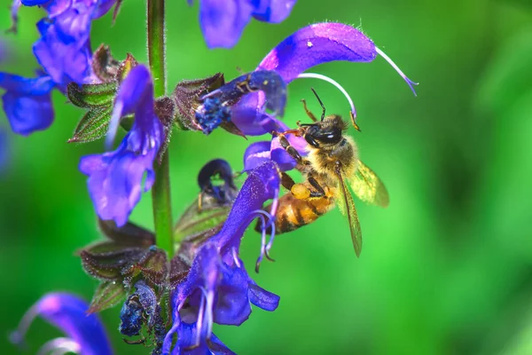 蜜蜂在花束上吸蜜 — 图库照片