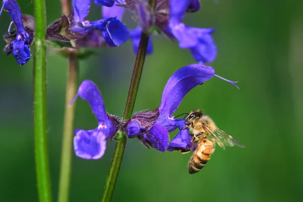 用蜜蜂采蜜的蒲公英花 — 图库照片