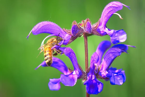 Salvia Pratensis花和蜜蜂一起工作 — 图库照片
