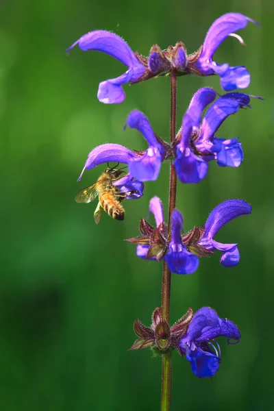蜜蜂从普通的番石榴花中吸蜜 — 图库照片