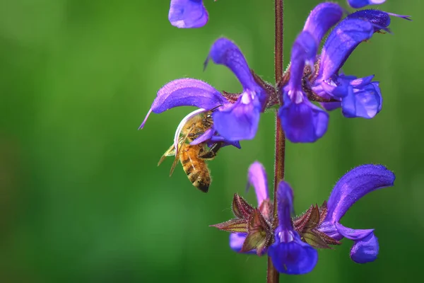 蜜蜂从花莎草中吸蜜 — 图库照片