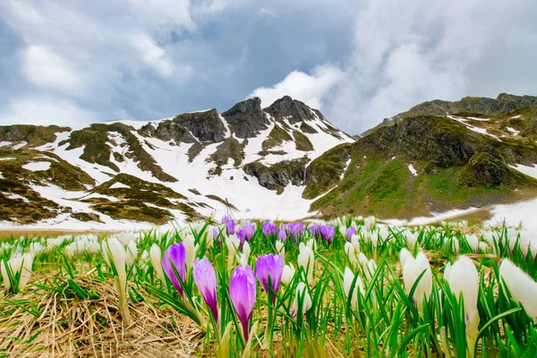 Crocus Fleurissant Sur Les Alpes Neige Recule — Photo