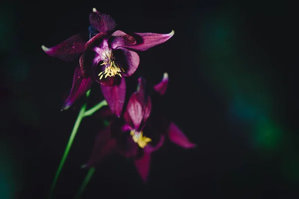 Aquilegia Atrata Sur Les Préalpes Italiennes — Photo