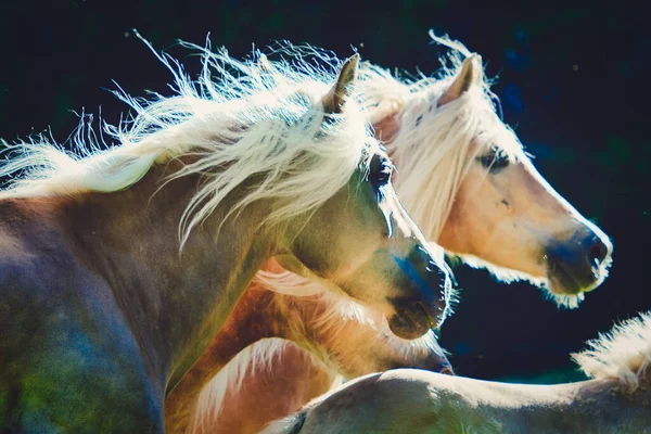 Dos Caballos Haflinger Galopan Uno Lado Del Otro —  Fotos de Stock