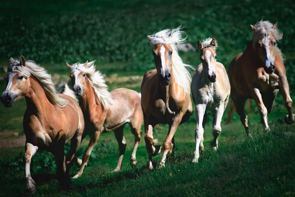 Grupo Caballos Haflinger Corren Prado —  Fotos de Stock