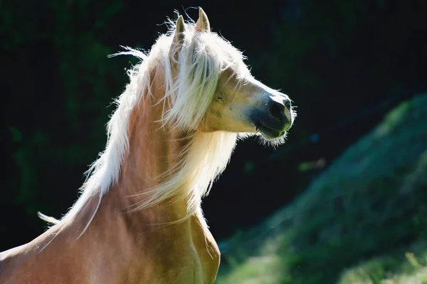 stock image A haflinger horse with mane above the eyes