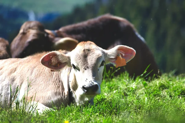 Alpine Morena Raça Vaca Bergamo Alpes Itália — Fotografia de Stock