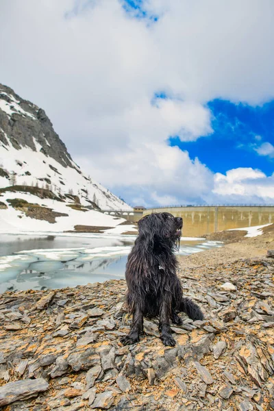 Bergamasco Herde Hund Bergen Nära Alpin Damm — Stockfoto