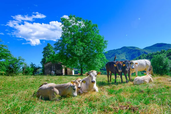 Troupeau Vaches Broutant Sur Les Pré Alpes Bergamasques Italie — Photo