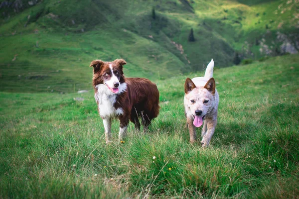 Zwei Hundefreunde Auf Einer Weide Den Italienischen Alpen — Stockfoto