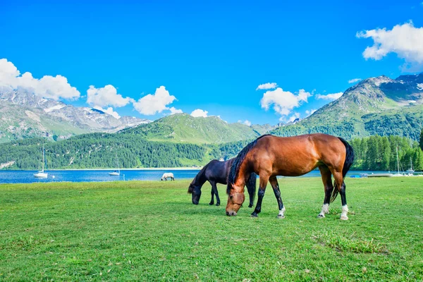 Caballos Pastan Prados Alta Montaña Cerca Lago Alpio —  Fotos de Stock