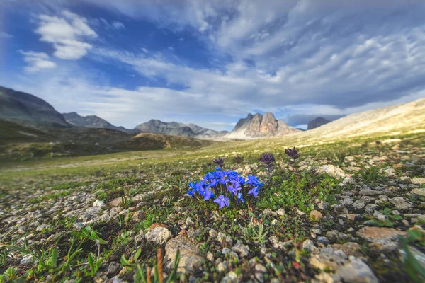 Fleurs Montagne Sur Les Alpes Suisses — Photo