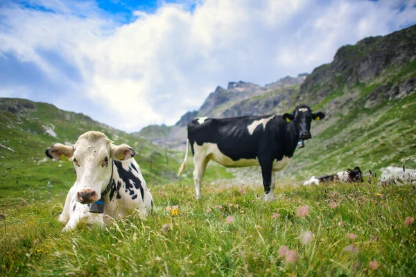 Schweiziska Kor Vilar Betesmarken — Stockfoto