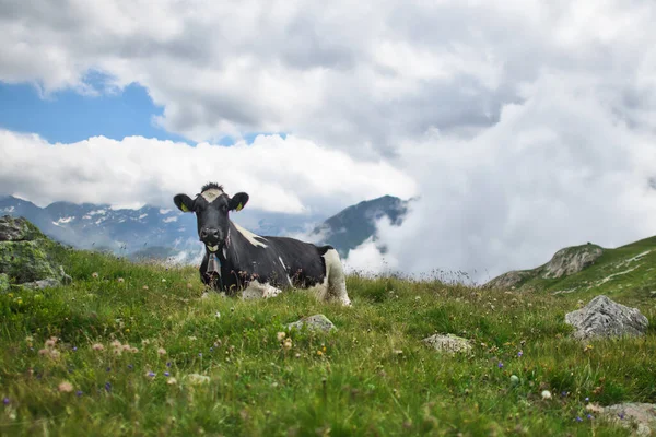 Swiss Cow Rests Pasture Meadow — Stock Photo, Image