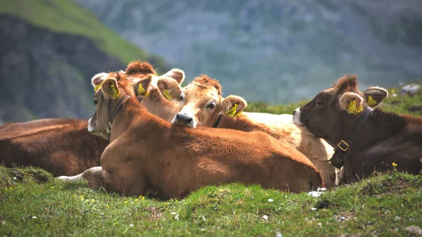 Groupe Vaches Race Alpine Dans Troupeau — Photo