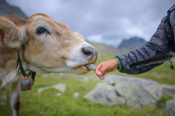 Vaca Lambe Mão Bebê Pasto — Fotografia de Stock