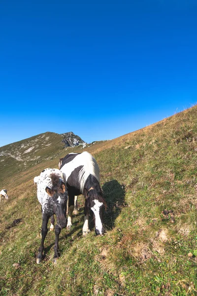 Hästar Betesmarkerna Italienska Alperna — Stockfoto