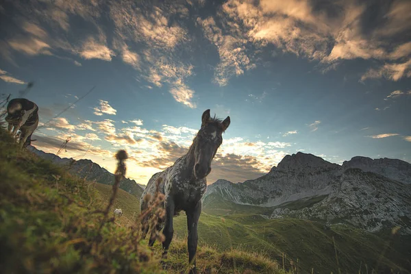 Horse Italian Alps First Light Day — Stock Photo, Image