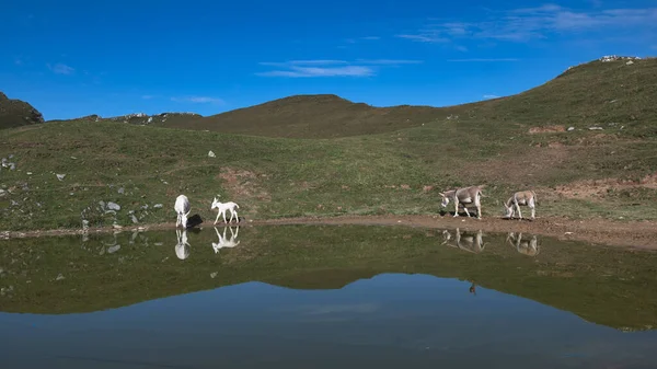 高山小湖周围的驴子 — 图库照片