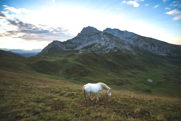 Een Paard Graast Hoog Bergen — Stockfoto