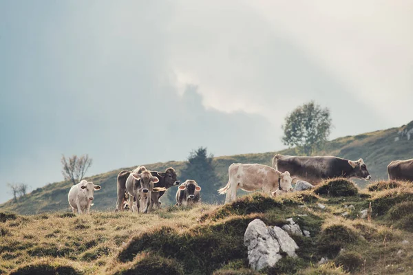 Herd Cows Italian Pasture — Stock Photo, Image