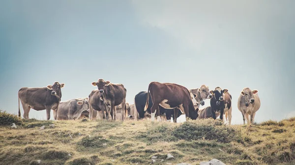 意大利牧场上的一群奶牛 — 图库照片