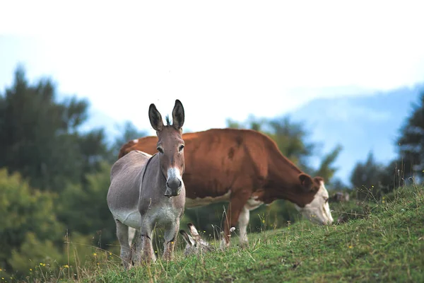 Donkey Grazing Cow Northern Italy — Stock Photo, Image
