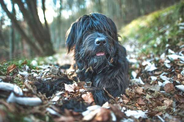 紅葉の間の山羊飼いの犬 — ストック写真