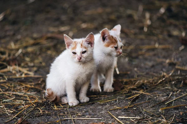 Two Small White Cats Brown Spots Heads — Stock Photo, Image