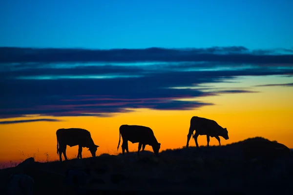 Cows — Stock Photo, Image