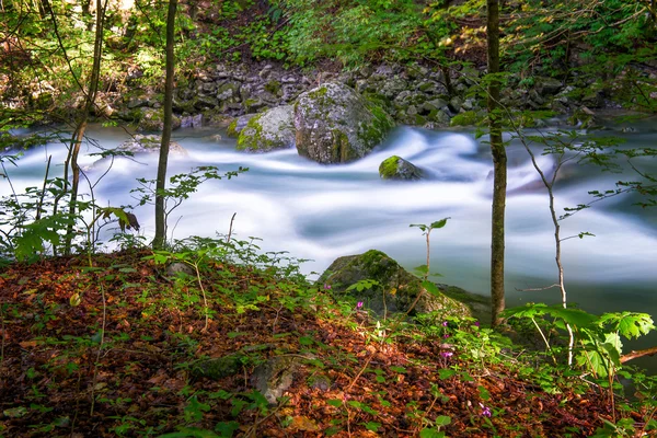 Stream in the forest — Stock Photo, Image