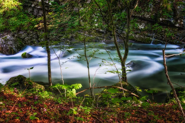 Bäck i skogen — Stockfoto