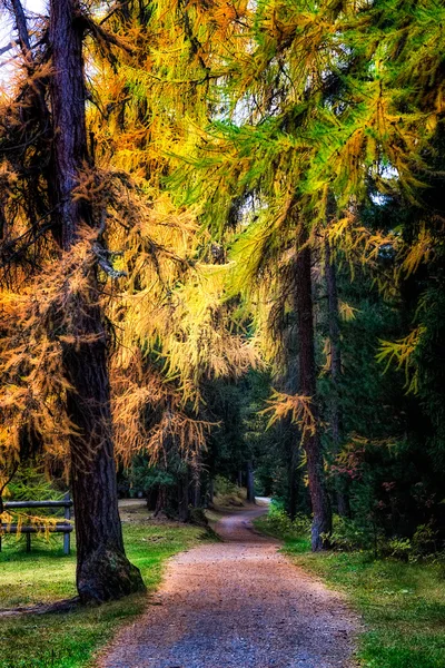 Weggetje in het bos — Stockfoto