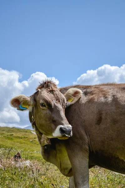 Vaca na montanha — Fotografia de Stock