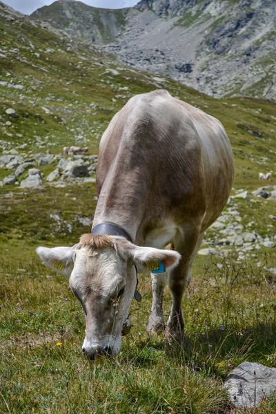 Vaca na montanha — Fotografia de Stock