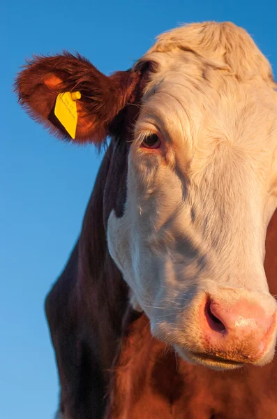 Vache et la lune — Photo