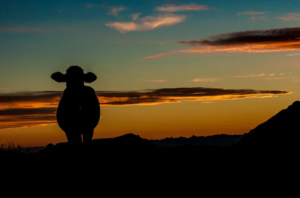 Kráva v západu slunce — Stock fotografie
