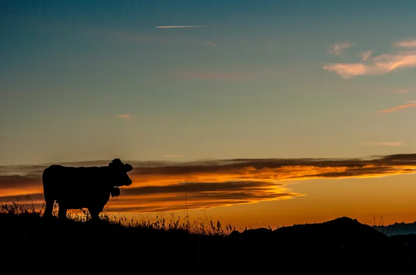 Kuh im Sonnenuntergang — Stockfoto